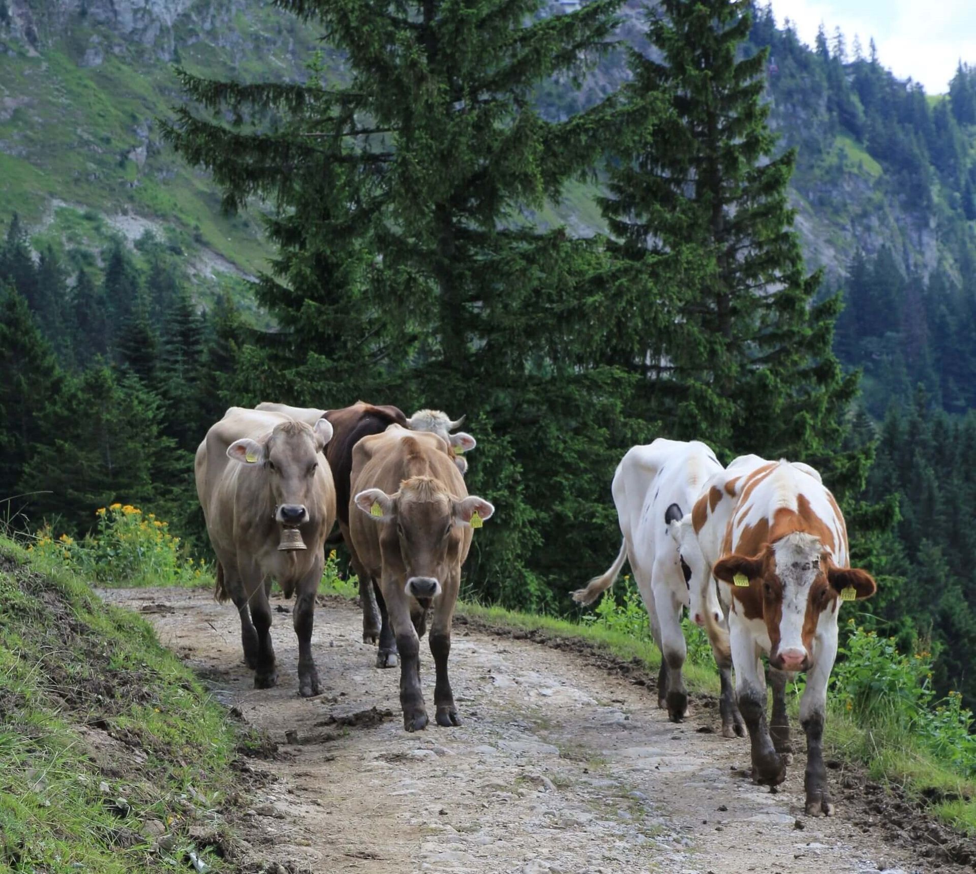 Szwajcaria krowy